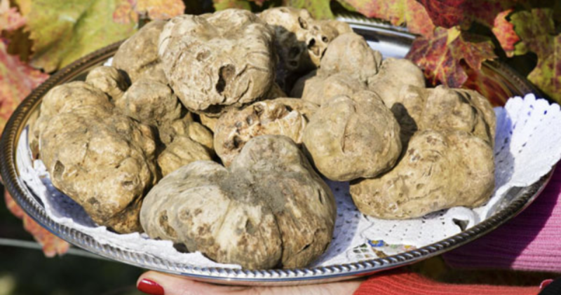 Sagra del Tartufo Bianco pregiato di Romagna